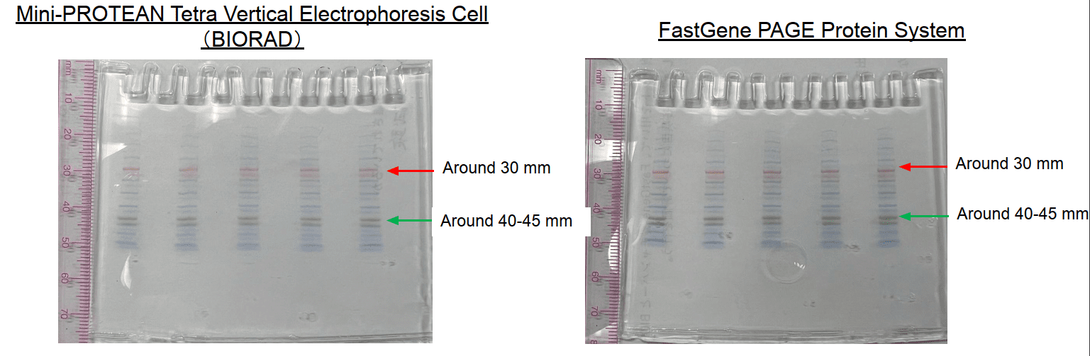 Comparative gel results showing identical performance between Bio-Rad and FastGene systems