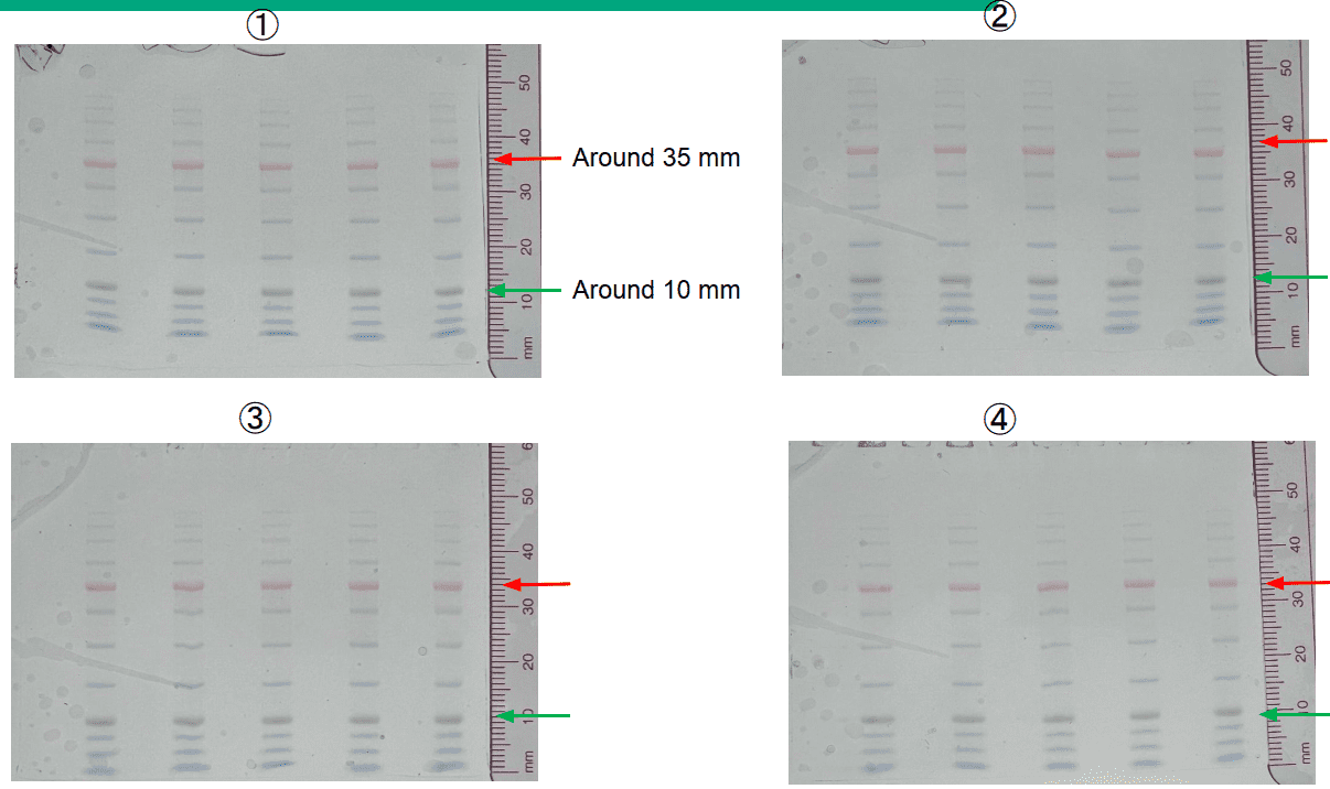 Four hand-cast gels showing consistent and reproducible results