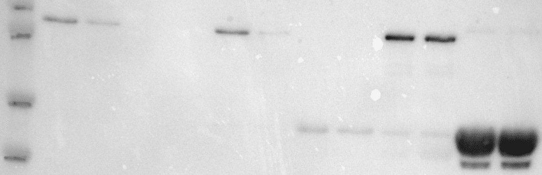 Western blot showing unexpected molecular weight