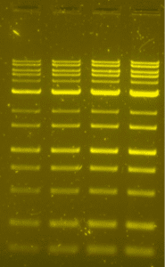 Midori Green DNA Stains