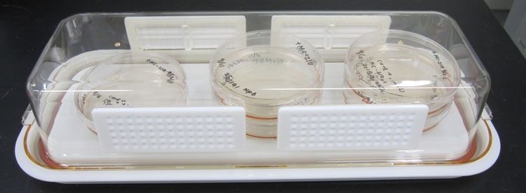 FastGene Cell Culture Chamber